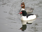 Common Mergansers